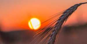 fot. artykuł sponsorowany