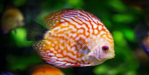 fot. artykuł sponsorowany