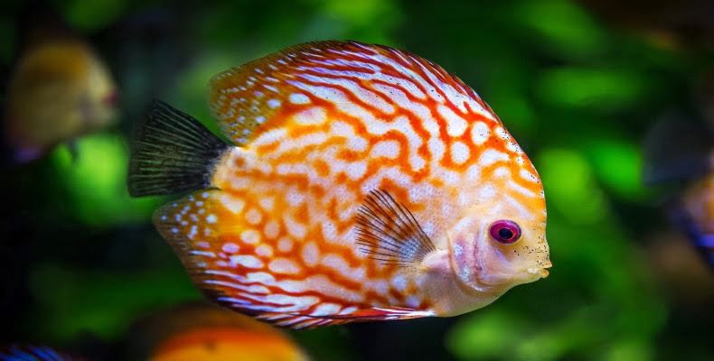 fot. artykuł sponsorowany