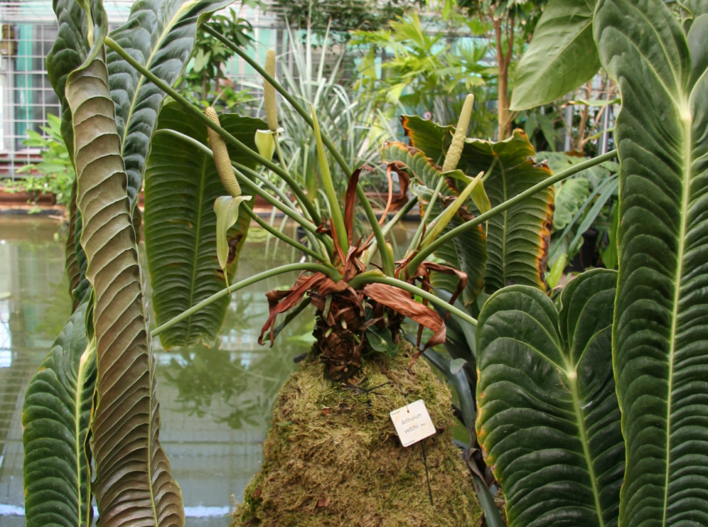 fot.Ogród Botaniczny Uniwersytetu Warszawskiego