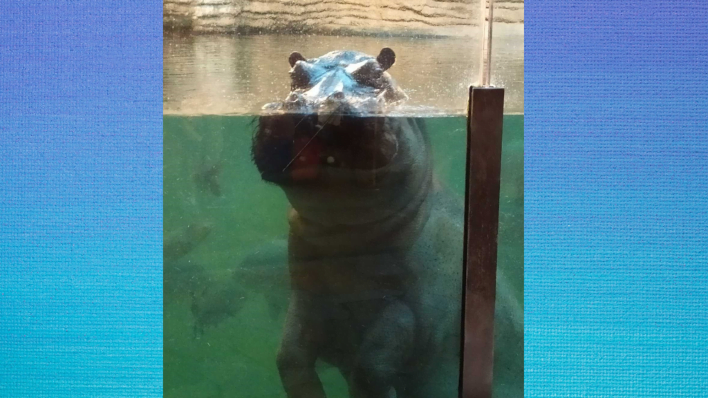 Fot.: Warszawskie ZOO