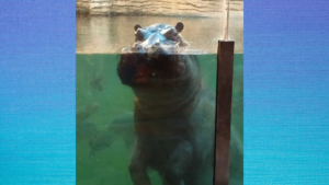 Fot.: Warszawskie ZOO