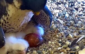 fot. Stowarzyszenie Na Rzecz Dzikich Zwierząt Sokół