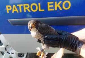 fot. Straż Miejska m. st. Warszawy