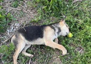 fot. Stowarzyszenie Cztery Łapy Żuromin