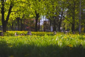 fot. Zarząd Zieleni Warszawa