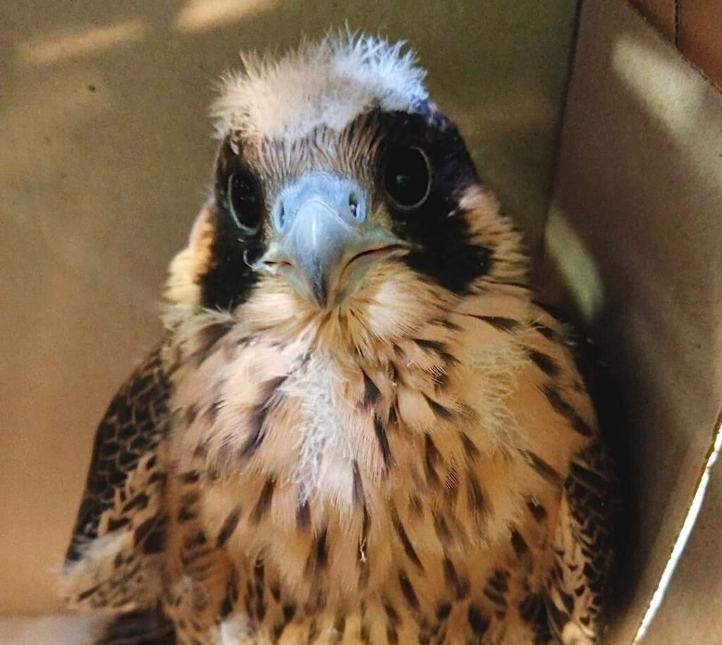 fot. Stowarzyszenie Na Rzecz Dzikich Zwierząt Sokół