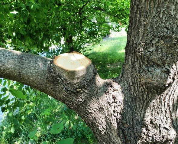 fot. Zarząd Zieleni Warszawa