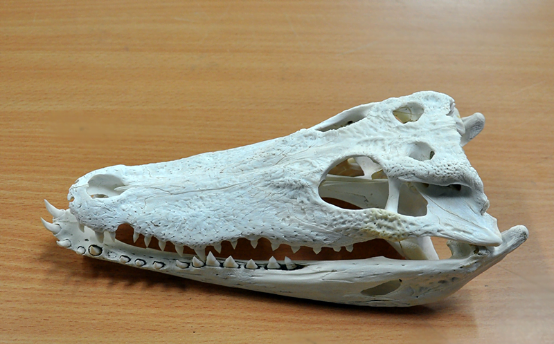 fot. mazowieckie.kas.gov.pl