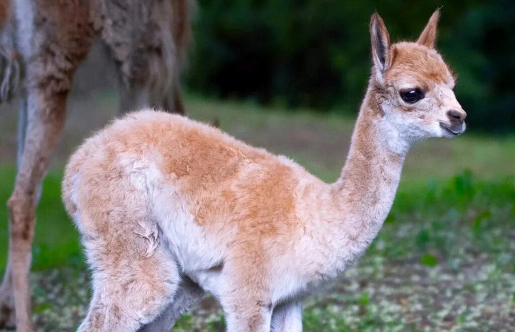 fot. warszawskie zoo