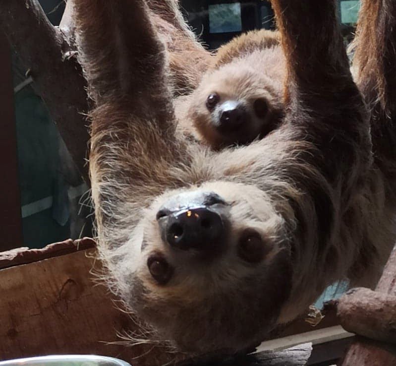 fot. Warszawskie zoo FB