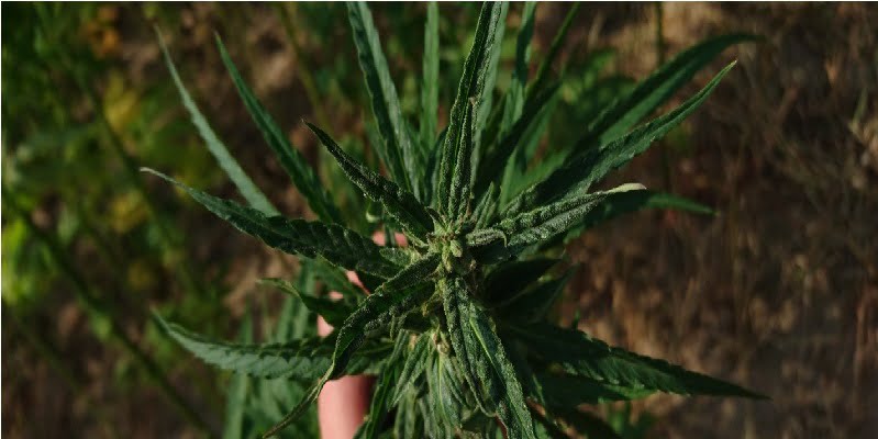 fot. artykuł sponsorowany