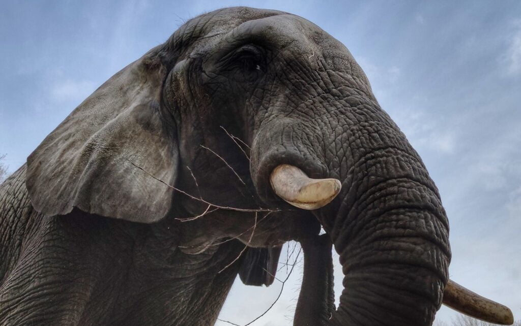 fot. warszawskie zoo Facebook