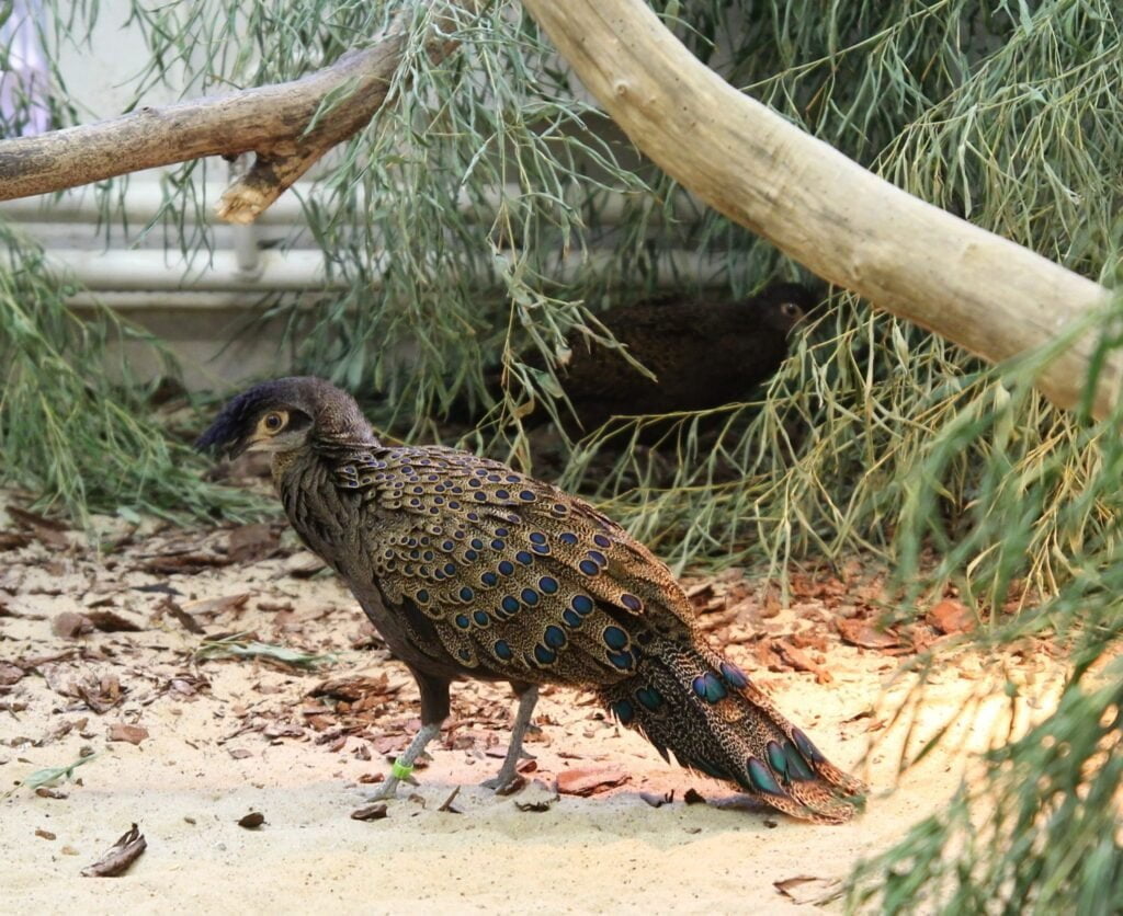 fot. Ptaszarnia Warszawskiego ZOO facebook