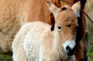 fot. warszawskie zoo