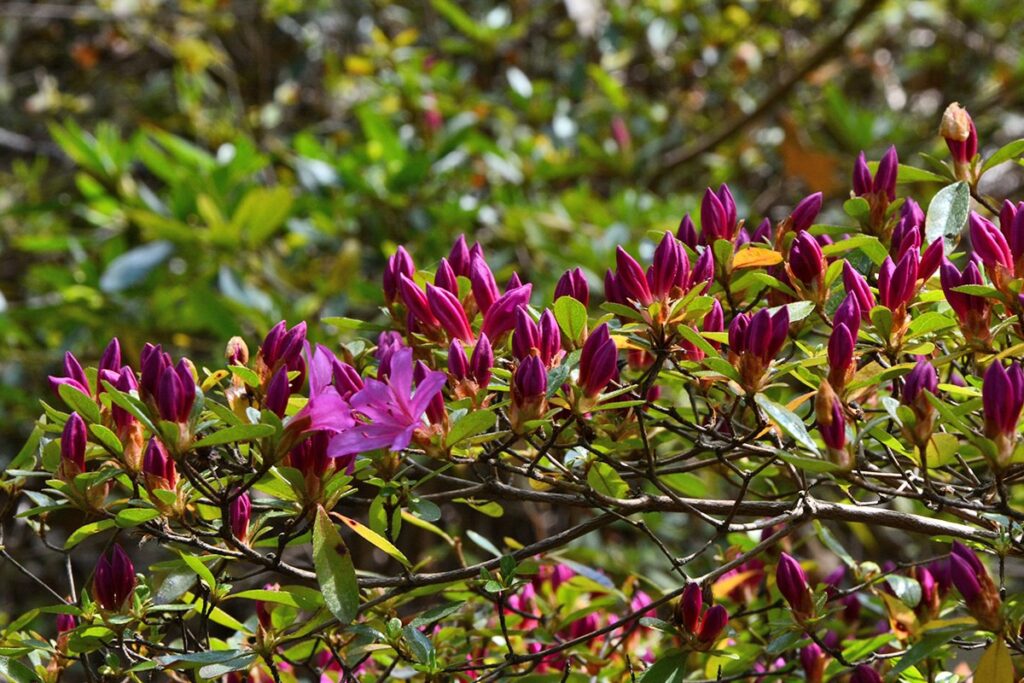 fot. Ogród Botaniczny Uniwersytetu Warszawskiego