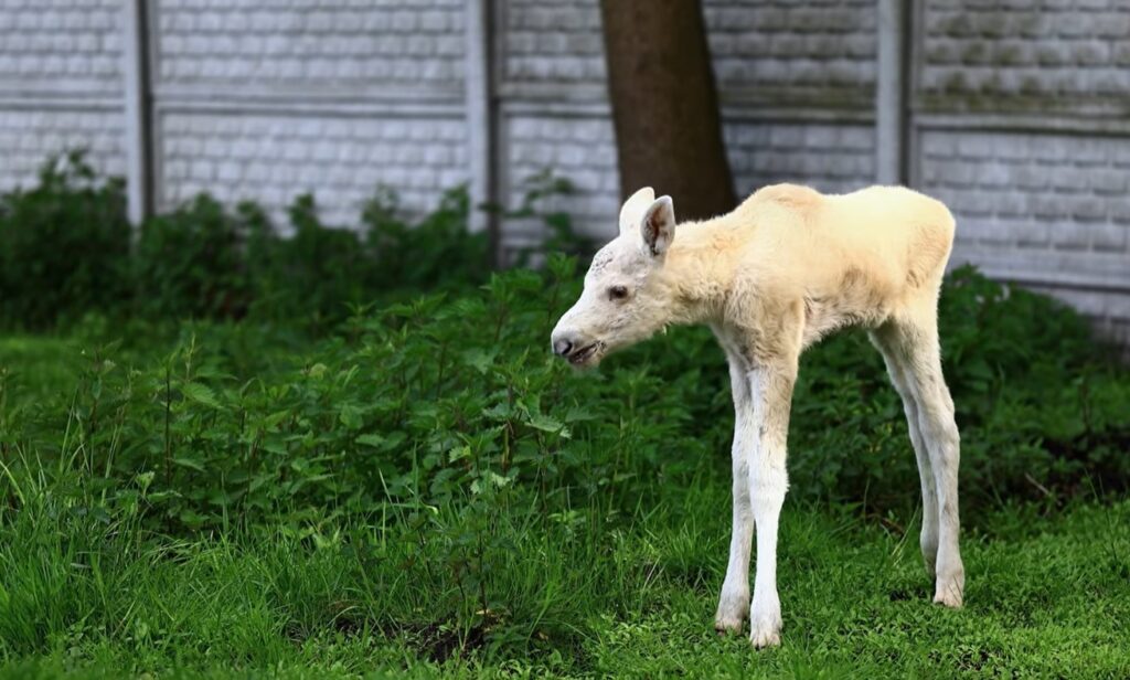 fot. Leśne Pogotowie - Jacek Wąsiński Facebook