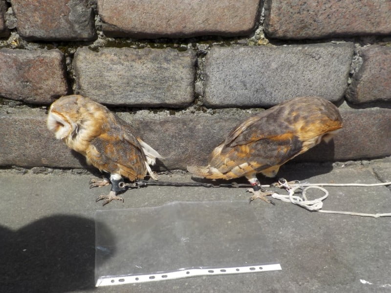 fot. Straż Miejska m. st. Warszawy