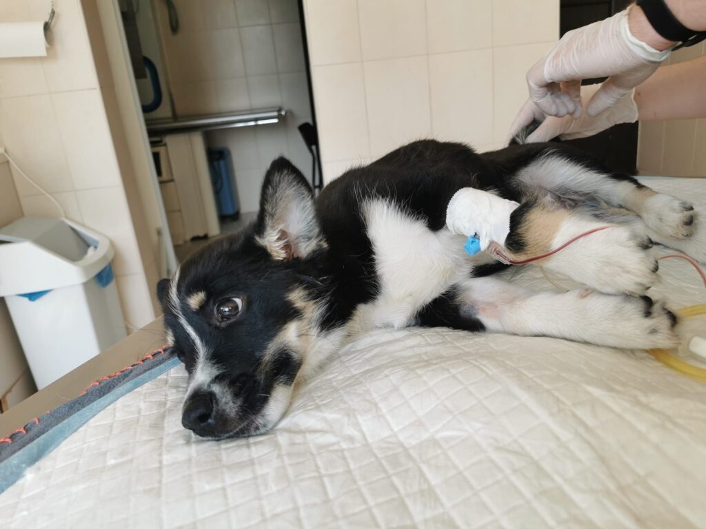 fot. Fundacja dla Szczeniąt Judyta Facebook