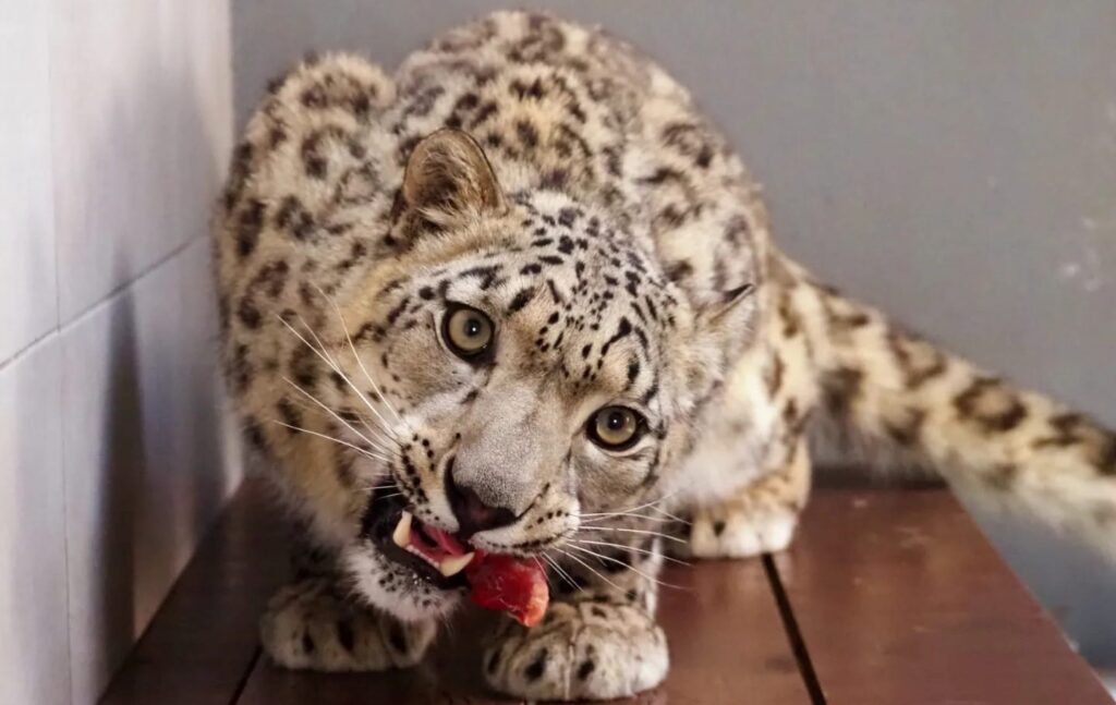 fot. warszawskie zoo Facebook