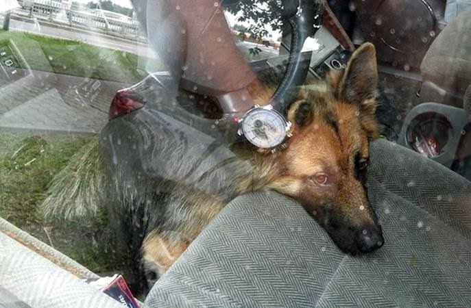 fot. Straż Miejska m. st. Warszawy/ zdjęcie ilustracyjne