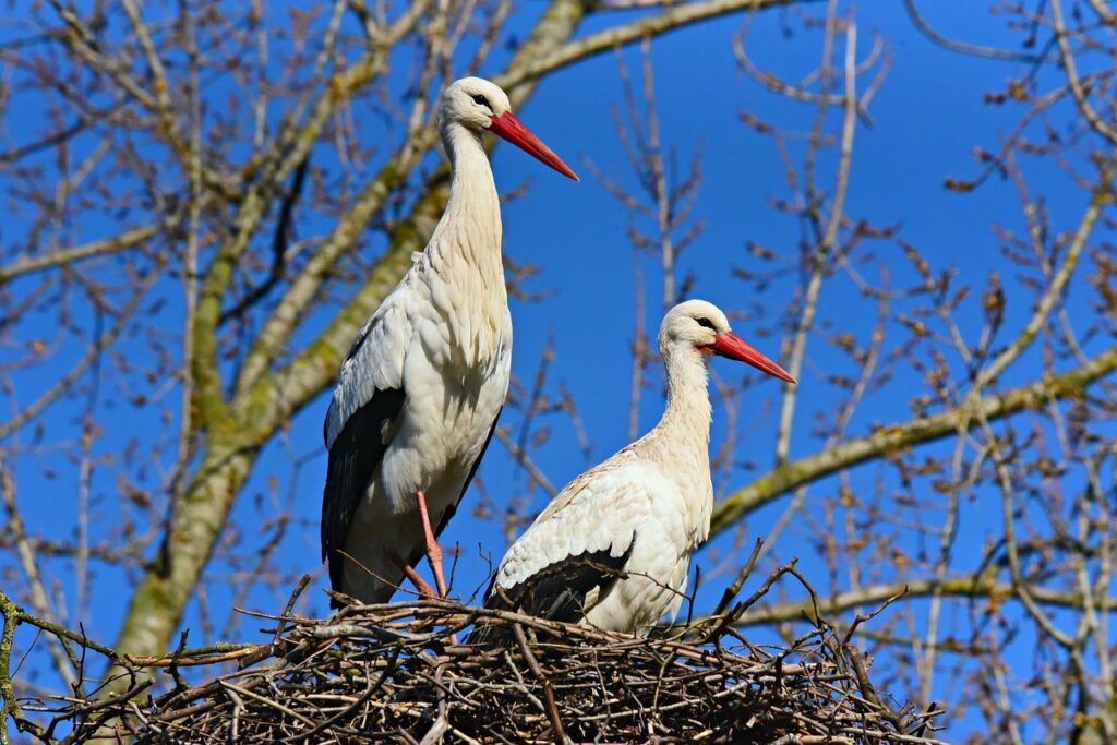 fot. pixabay/zdjęcie ilustracyjne