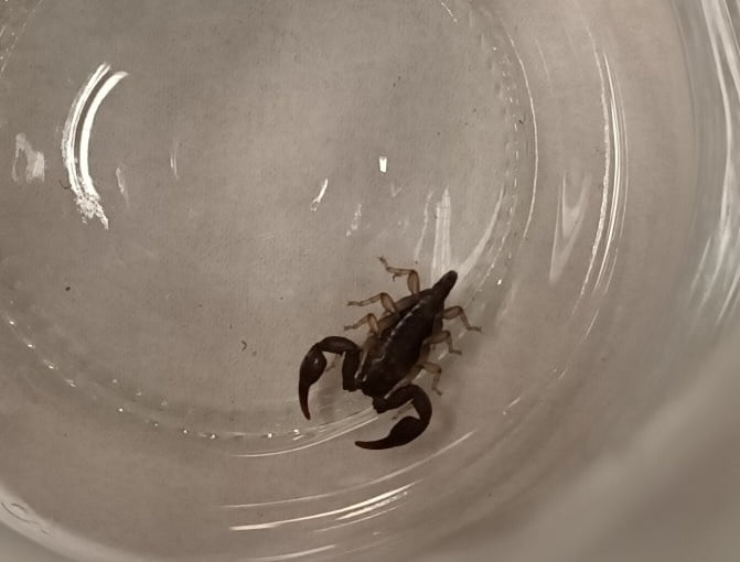 fot. Straż Miejska m. st. Warszawy