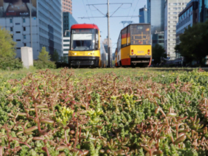 Coraz więcej zielonych torów tramwajowych