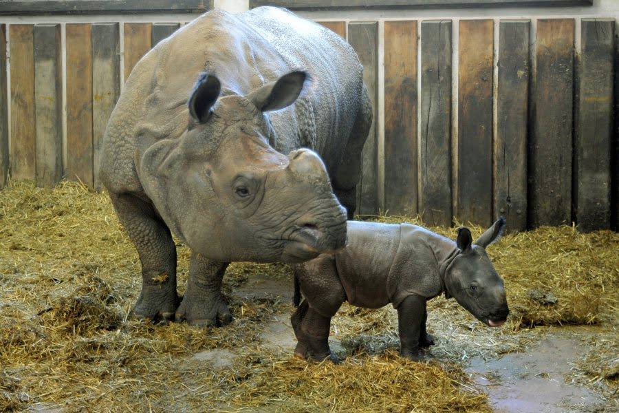 Shikari - pierwsza matka nosorożców indyjskich w Polsce obchodzi 17. urodziny