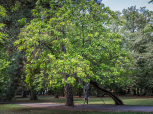 Jaką historię opowie Warszawskie Drzewo Roku 2023?