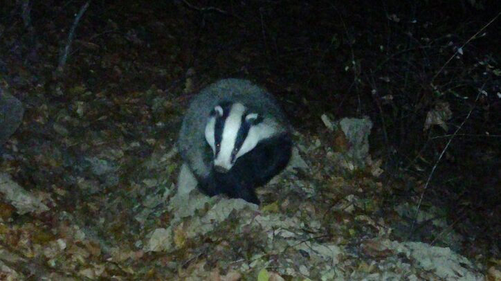 Borsuk z królewskim imieniem. Internauci zdecydowali